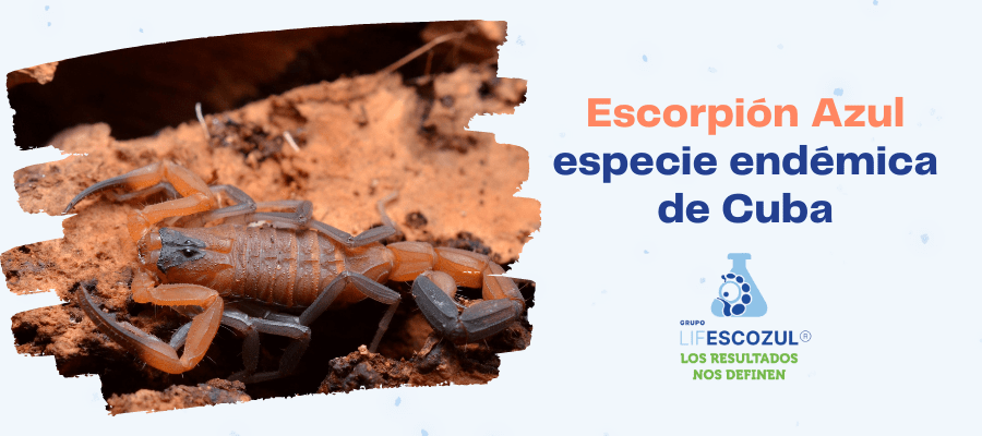 ION CHANNELS IN THE VALET VI-escorpion-azul