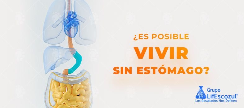 ¿Es posible vivir sin estómago?