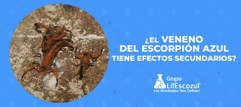 ¿El veneno del escorpión azul tiene efectos secundarios?