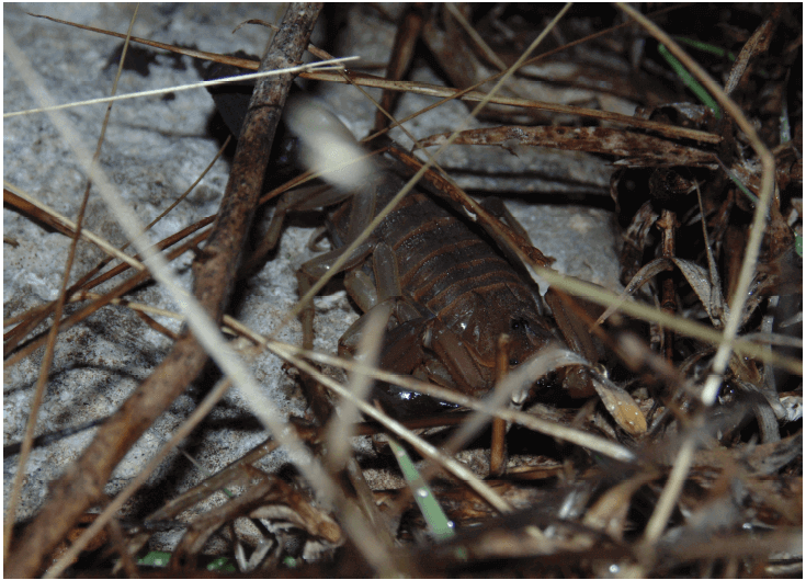 ¿Cómo explotar las poblaciones de Rhopalurus Junceus de forma sostenible?