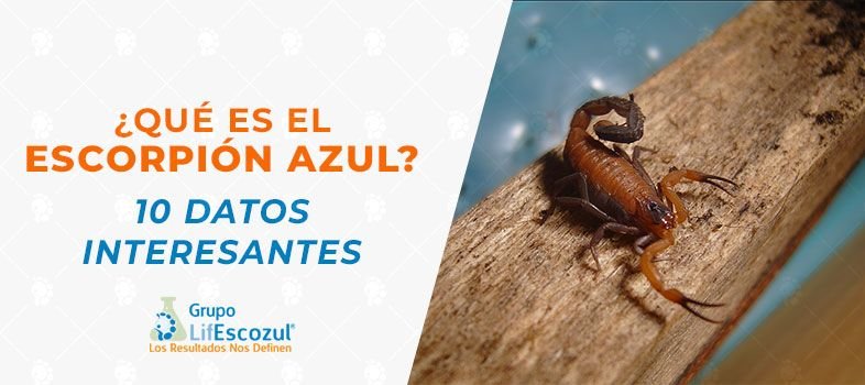 ¿Qué es el escorpión azul? LifEscozul®