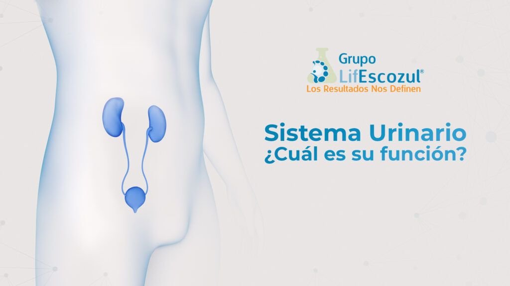 Sistema Urinario ¿Cuál es su función?