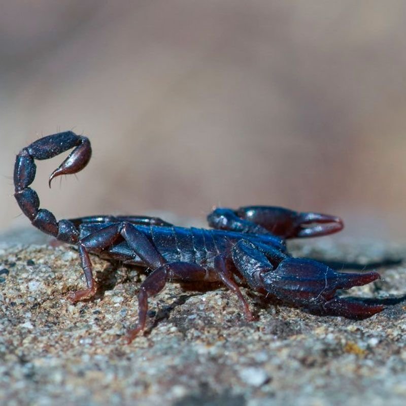 Científicas de la Universidad de Talca investigan veneno de escorpión azul para tratar el cáncer