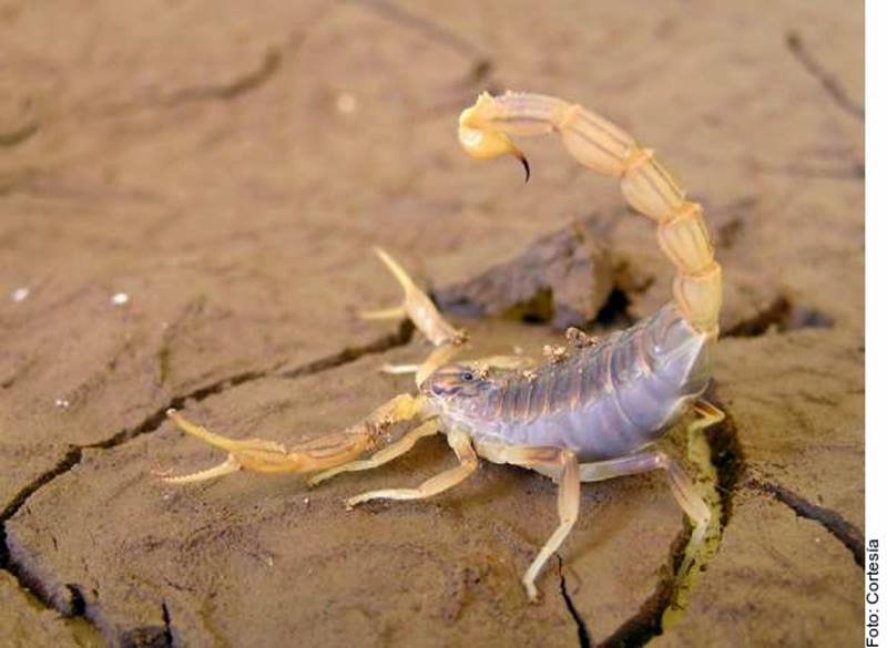 Probarán veneno de escorpión azul contra cáncer