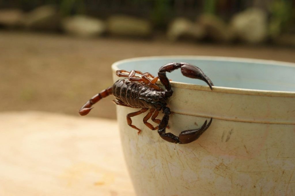 Científicas investigan veneno de escorpión azul para tratar el cáncer