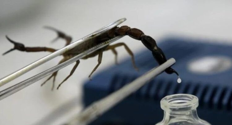 Científicas investigan veneno de escorpión azul para tratar el cáncer