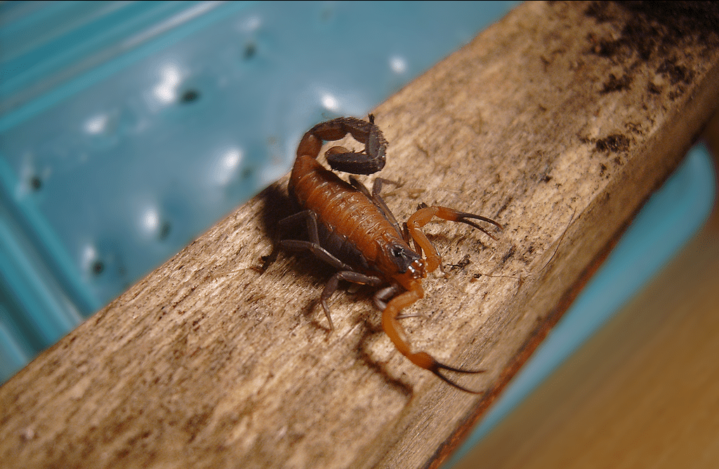Científicas de la UTalca investigan el veneno de escorpión azul para tratar el cáncer