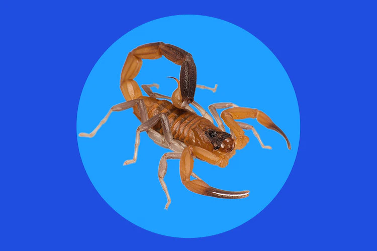 ¿Qué sabemos sobre el veneno del escorpión azul en el tratamiento del cáncer?