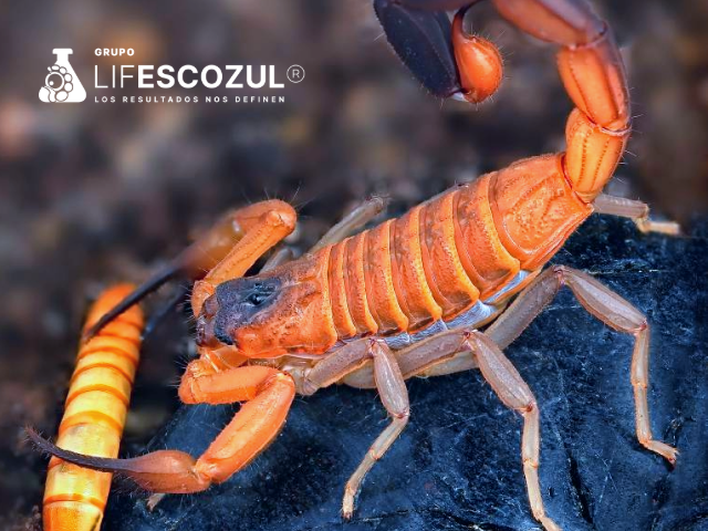 ¿Puede el veneno del escorpión azul contribuir al tratamiento del cáncer?: La formulación Escozul desarrollada por el Grupo LifEscozul